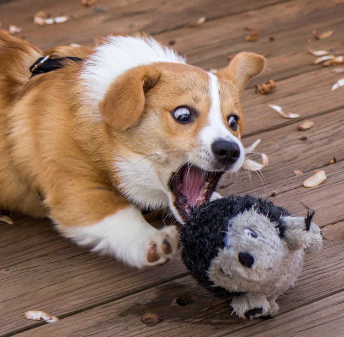 Корги Коржик