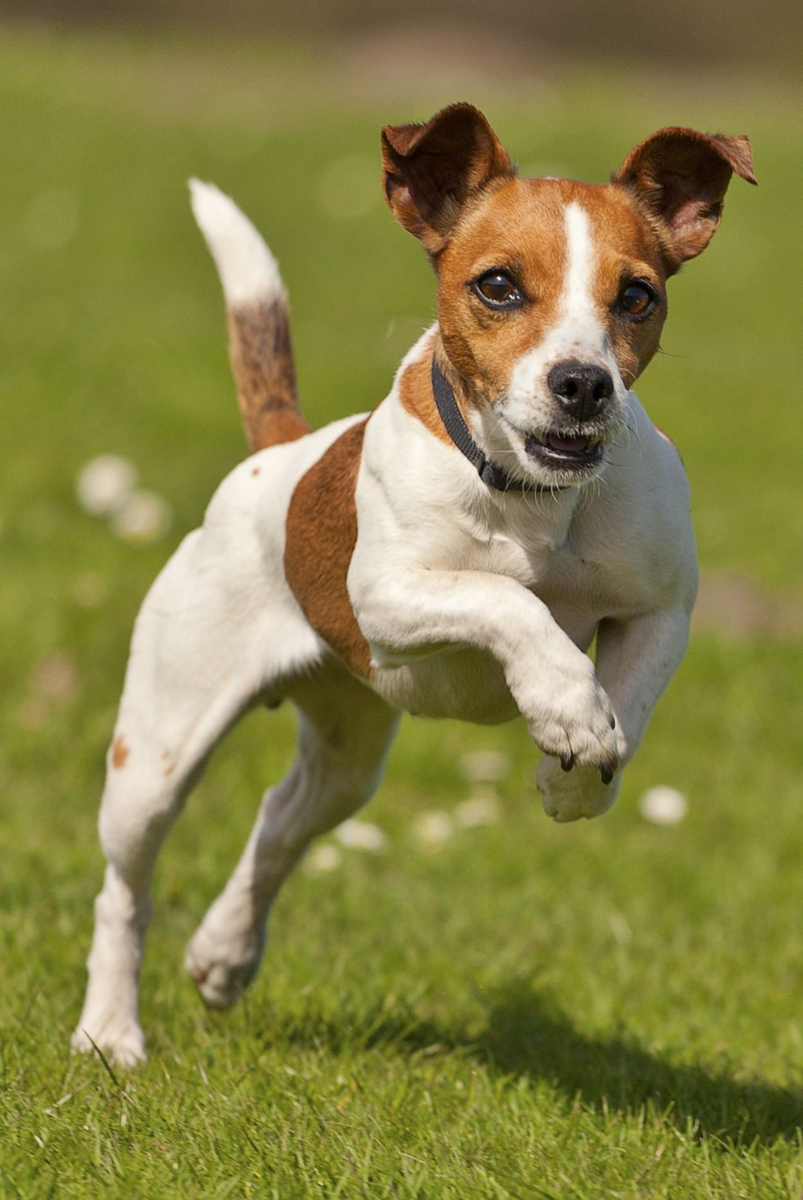 Порода Джек Рассел терьер