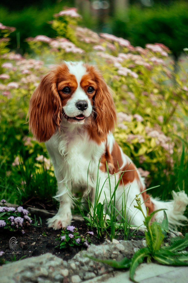 Ковалеркинг чар спаниели
