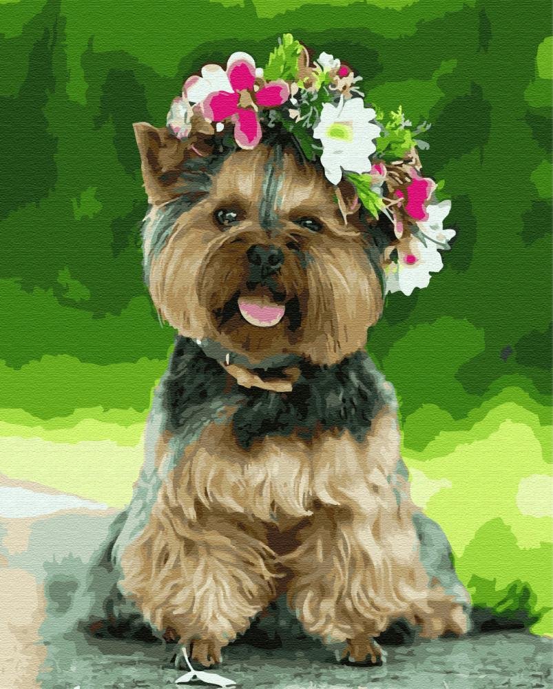 Щенки ёршский терьер