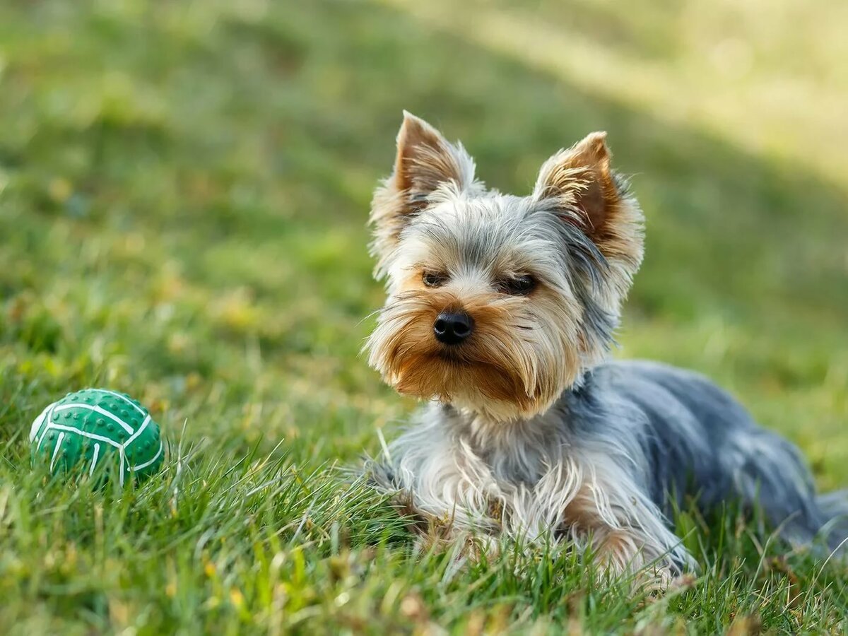 Терьер Йоркширский Малошерстный