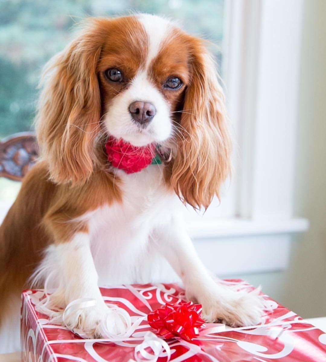 Кавалер кино чарлзьспаниель