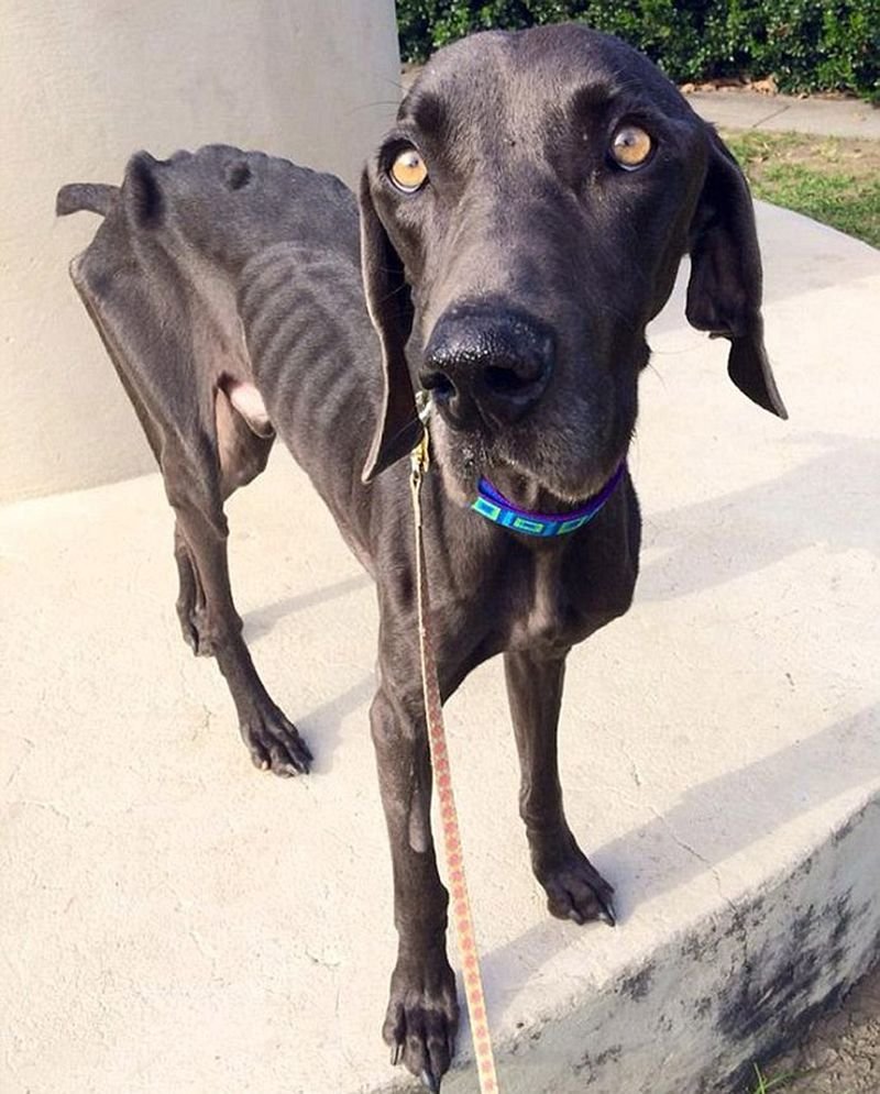 Борзая гончая легавая