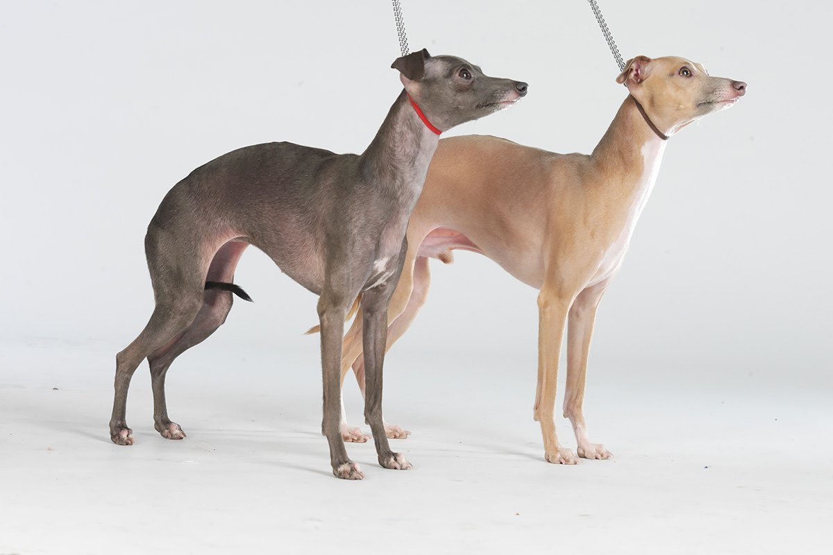 Высокая худая собака