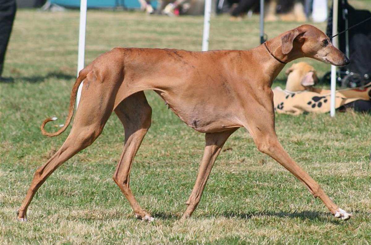 Азавак Африканская борзая