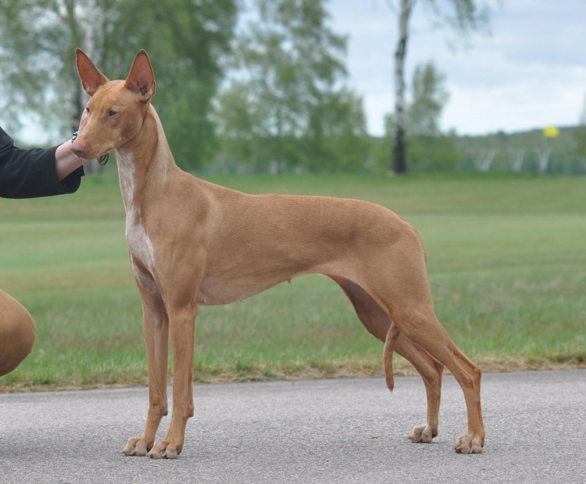 Азавак Африканская борзая