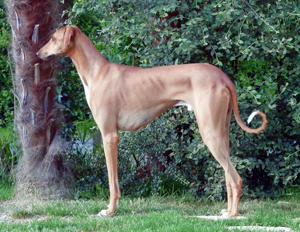 Азавак Африканская борзая