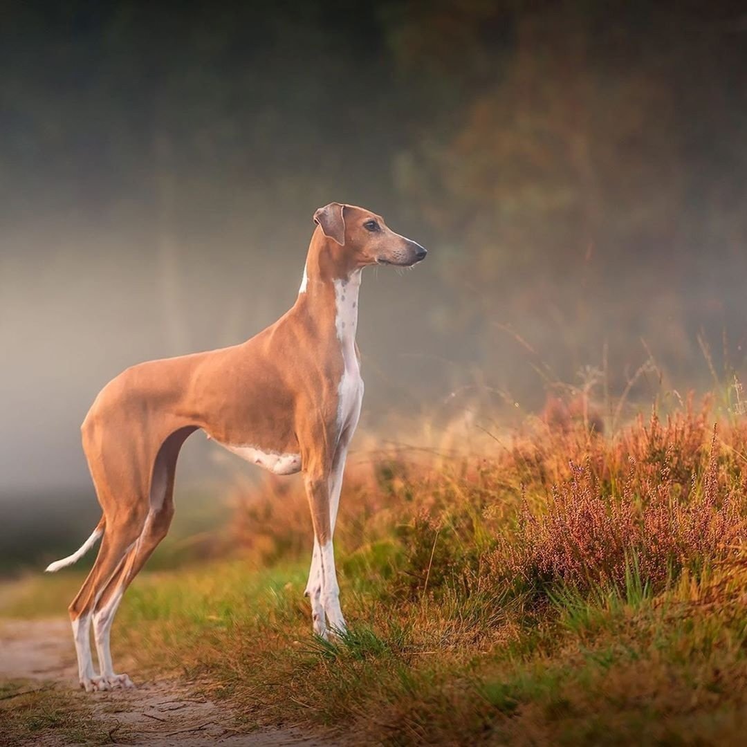 Азавак щенки