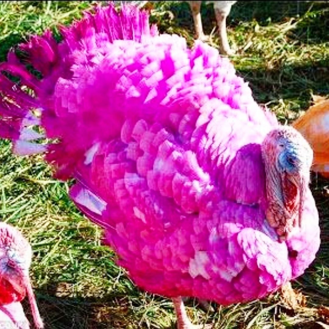 Моне индюки