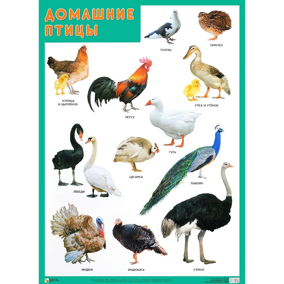 Название домашних птиц