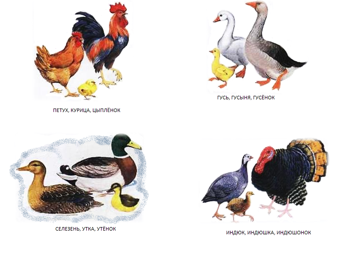 Домашние птицы для дошкольников