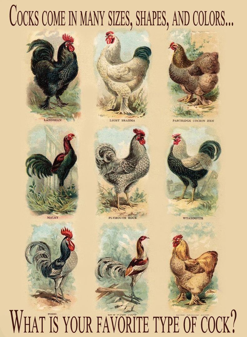 Породы птиц названия домашних