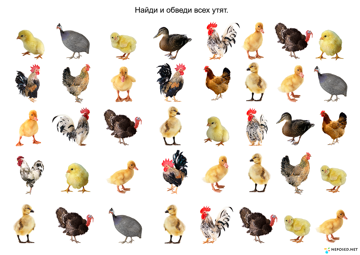 Домашние птицы