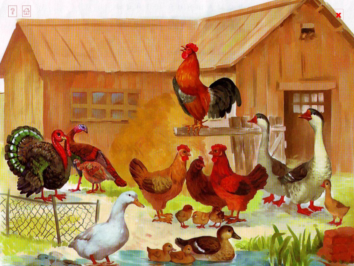 Домашние птицы для детей