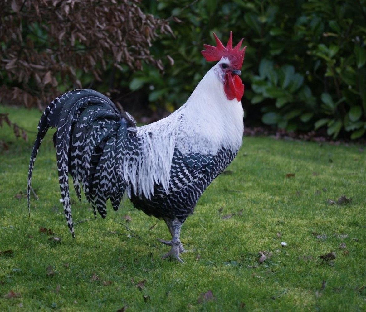 Куры породы Брекель