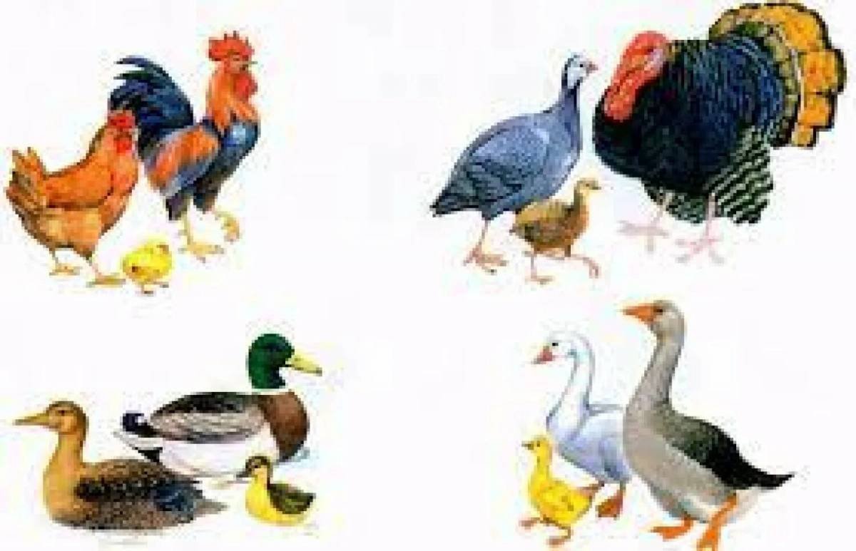 Утка селезень утенок домашние птицы