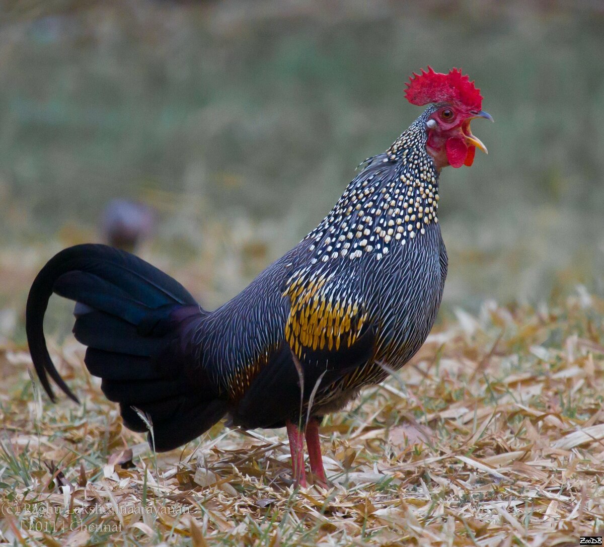 Ба́нкивская джу́нглевая ку́рица