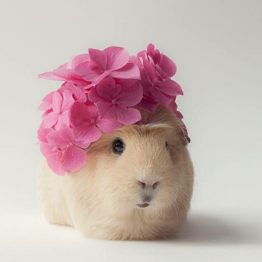 Морские свинки красивые и милые