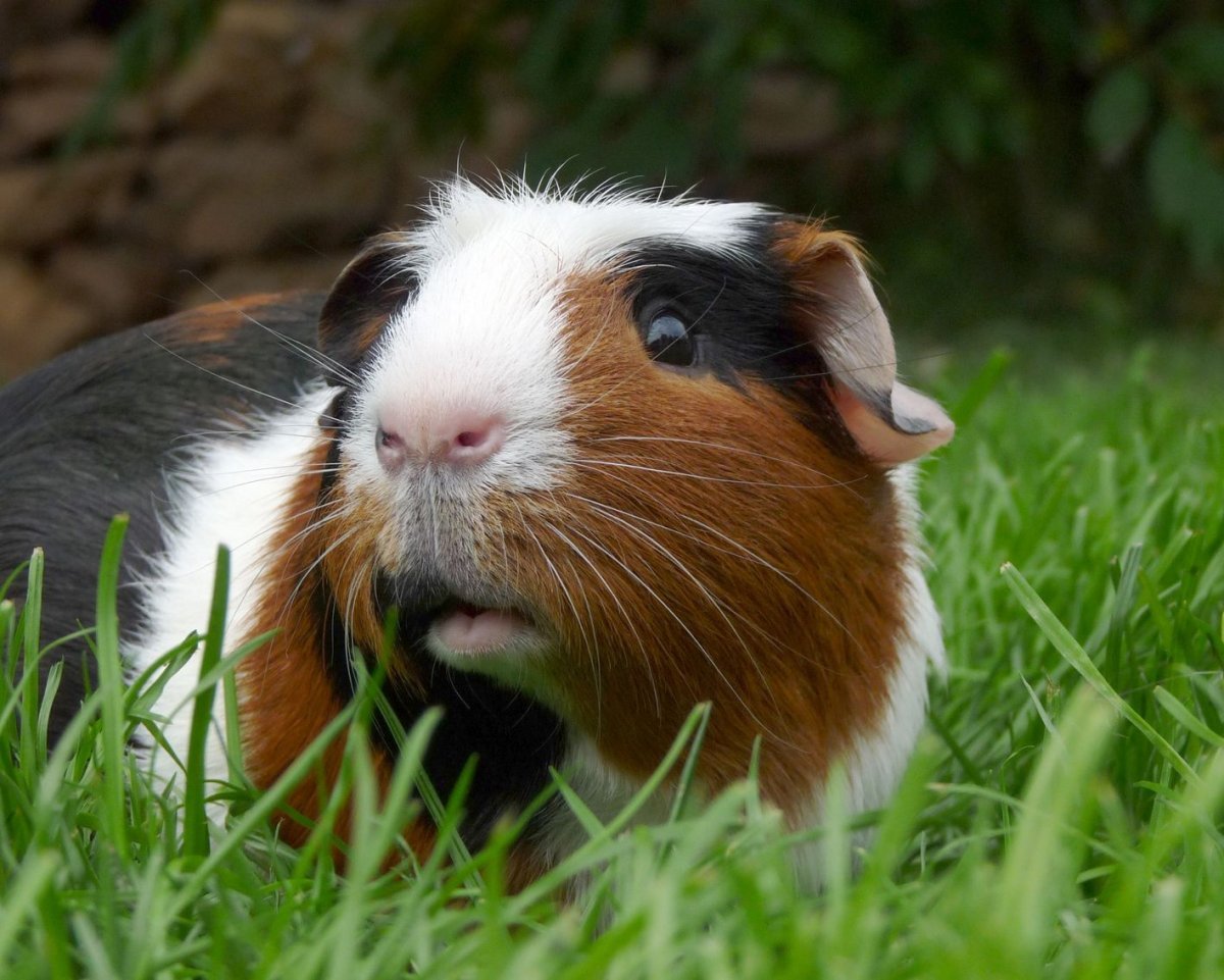 Морская Свинка гладкошерстная