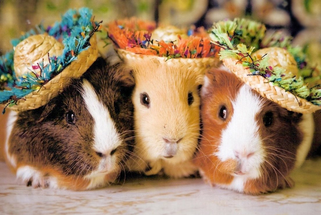 Морские свинки