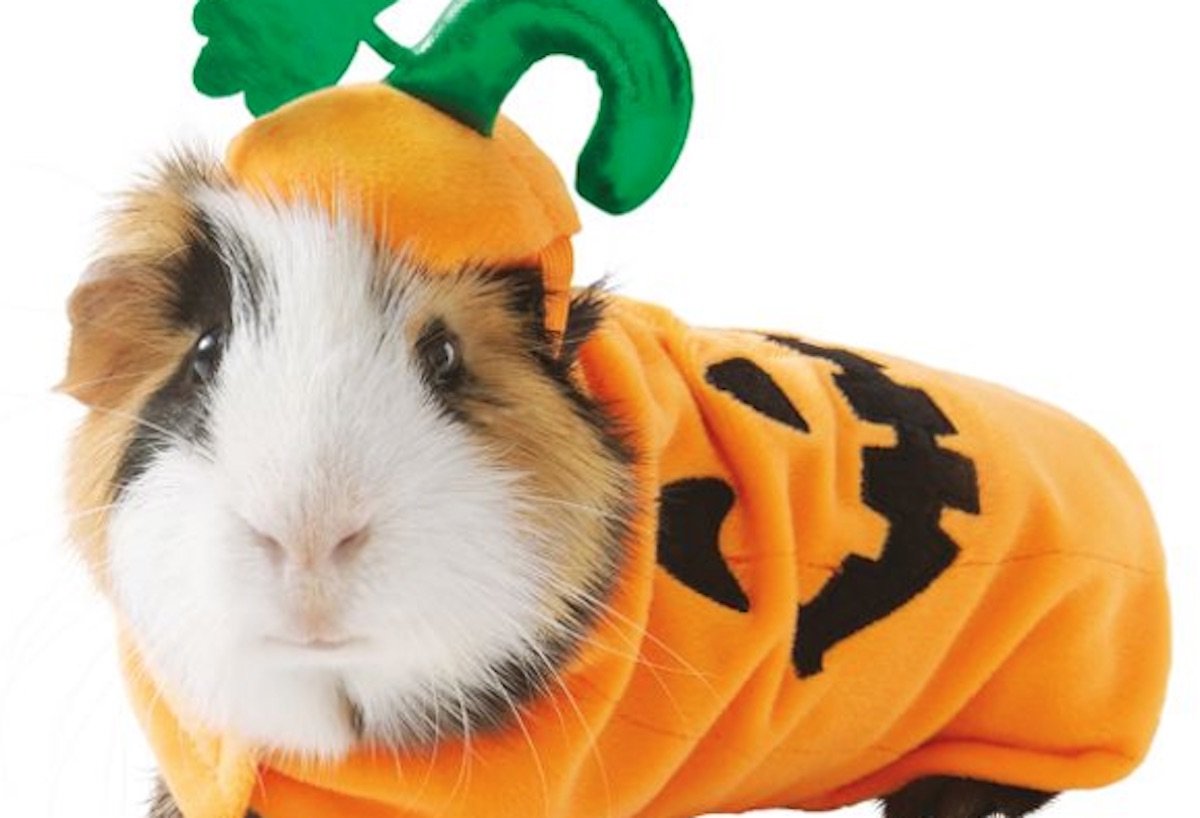 Морская Свинка Хэллоуин