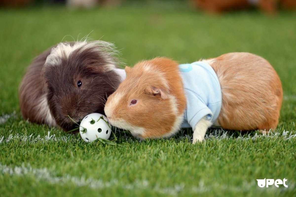 Забавные морские свинки