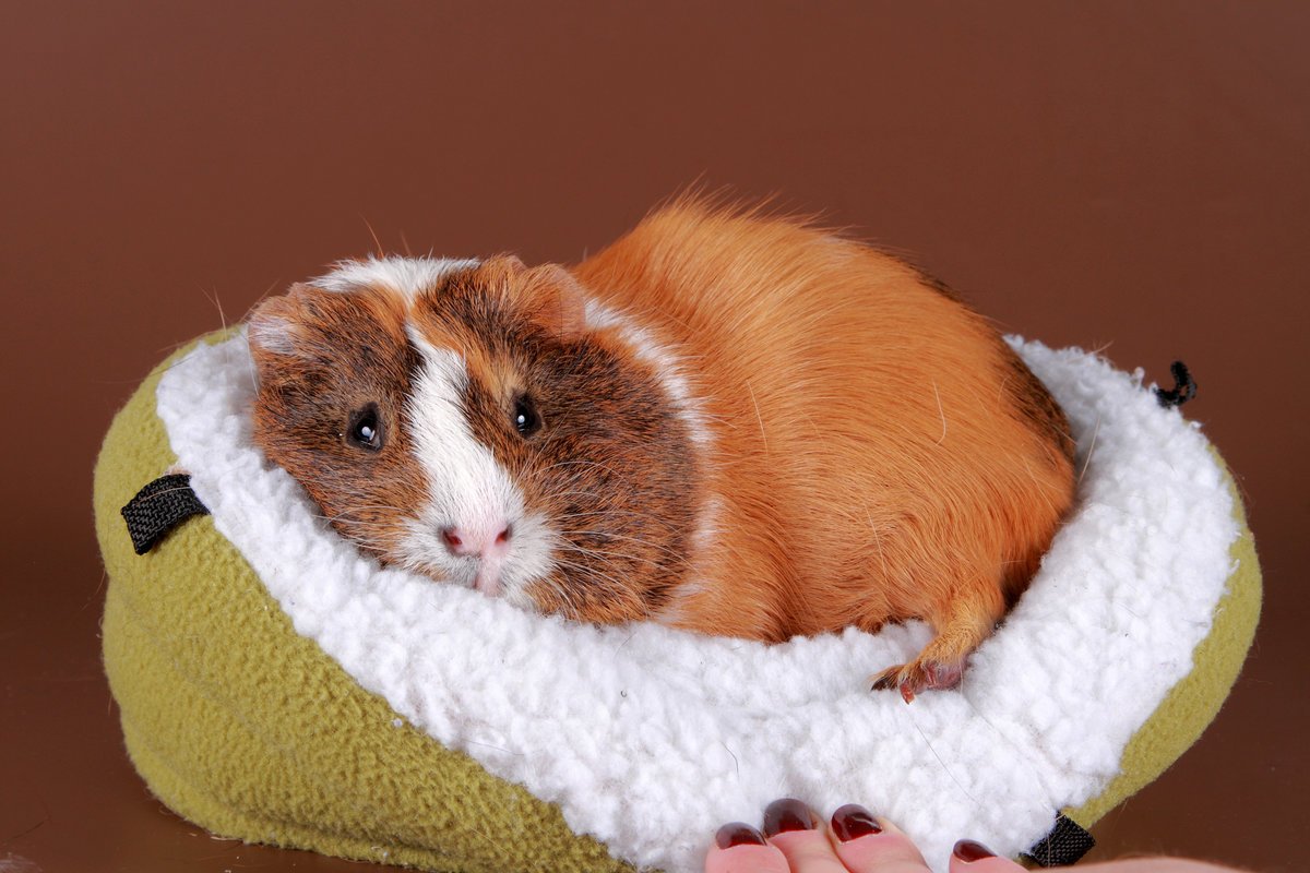 Морские свинки