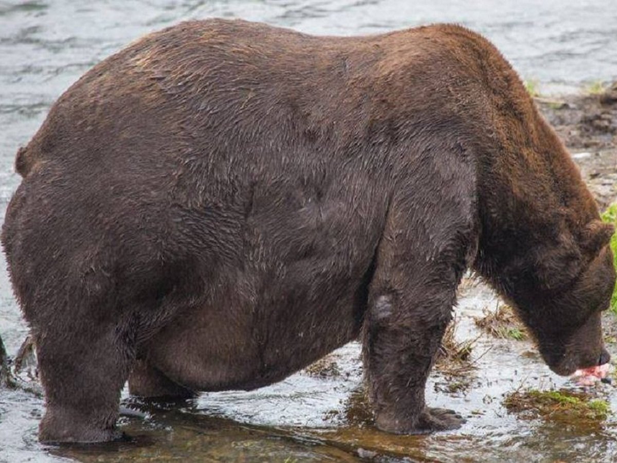 Толстый бурый медведь