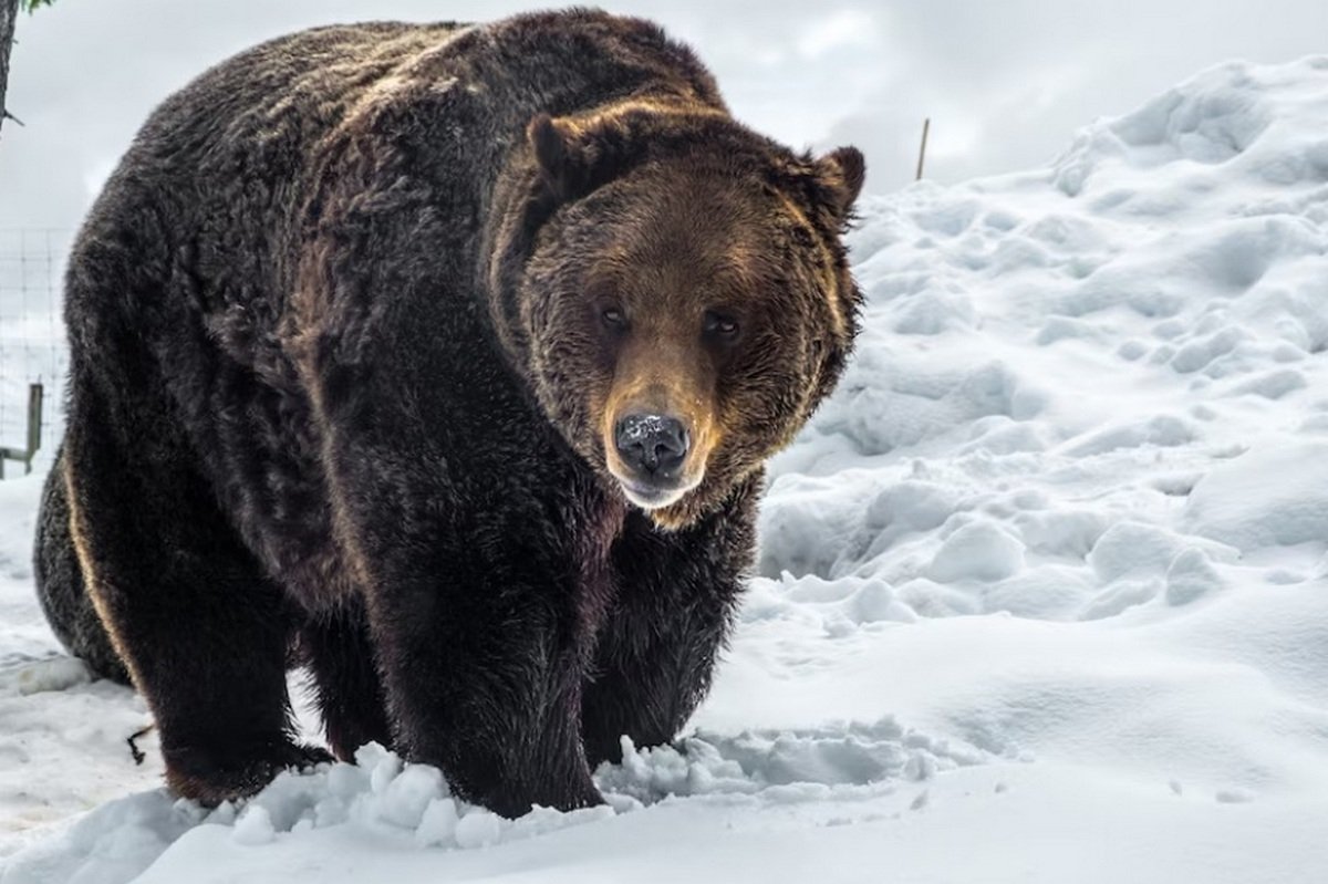 Медведь Гризли в Канаде