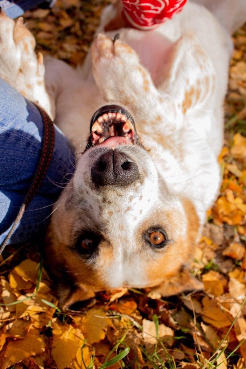 В чём лежат собаки в приютах