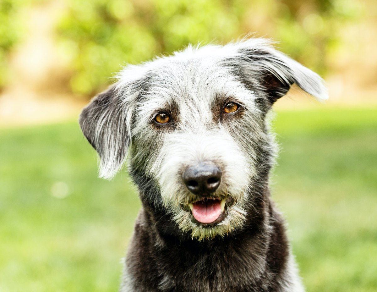 Конец с собакой