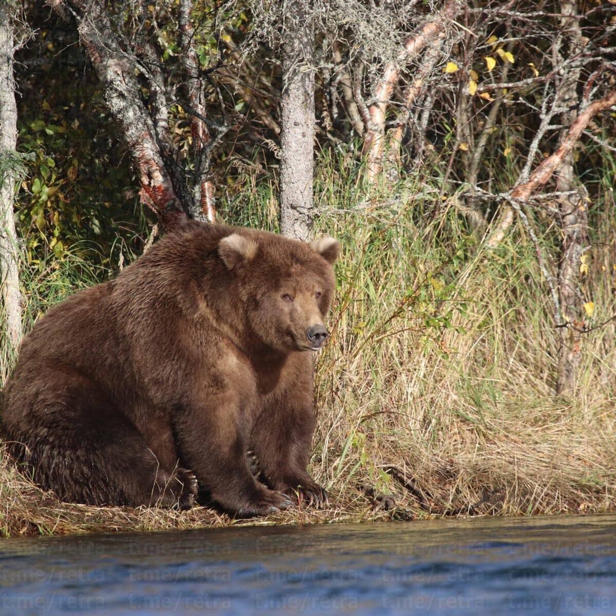 Толстый медведь