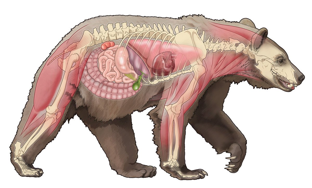 Анатомия бурого медведя