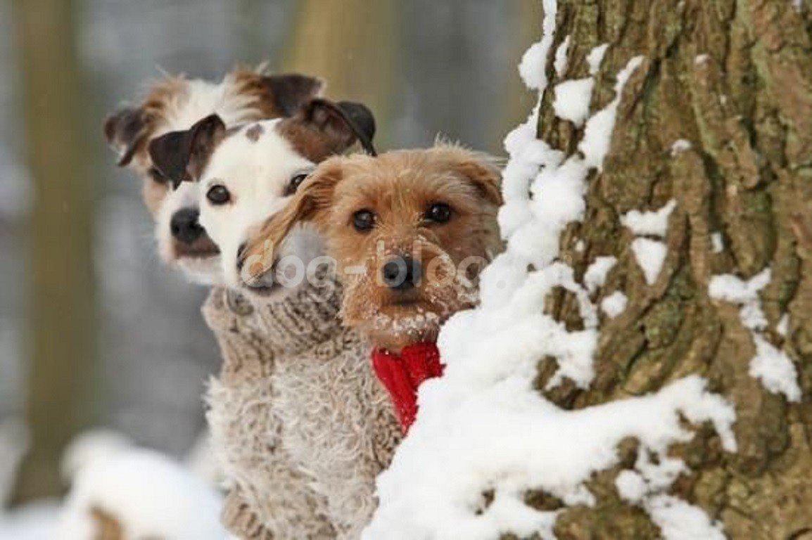 Собачки зимой