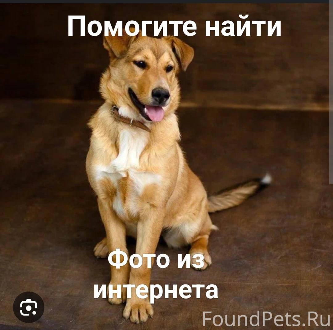 Метис лабрадора и дворняжки