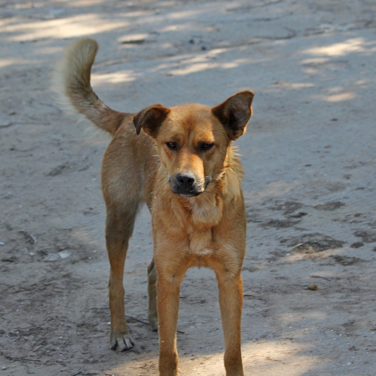 Маленькая рыжая собачка дворняжка