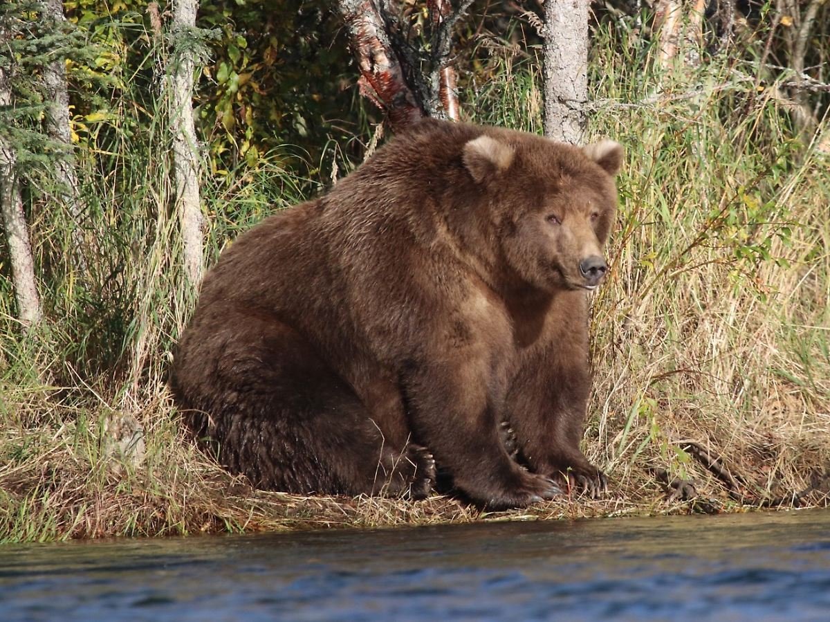 Толстый Альберт медведь