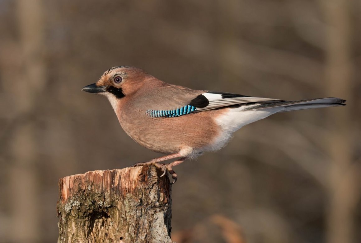 Сойка Кареза