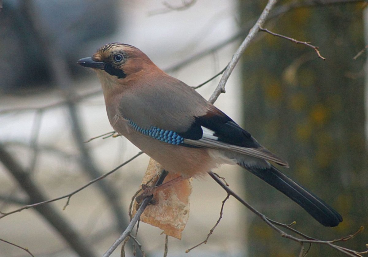 Сойка Дальневосточная
