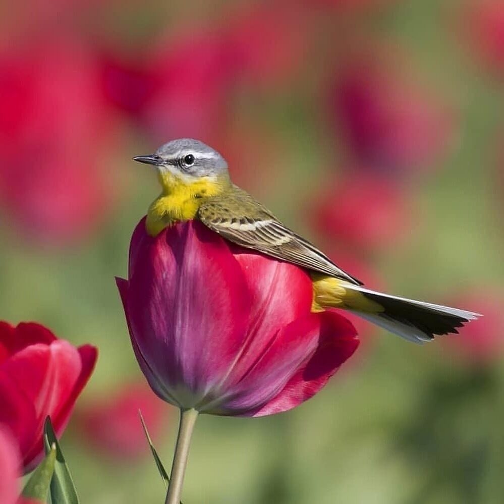 Весна птицы