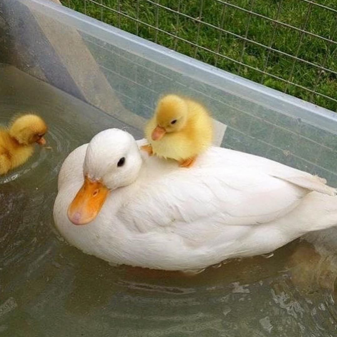 Утка домашняя