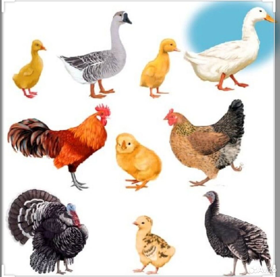 Индюк индюшка индюшонок домашние птицы