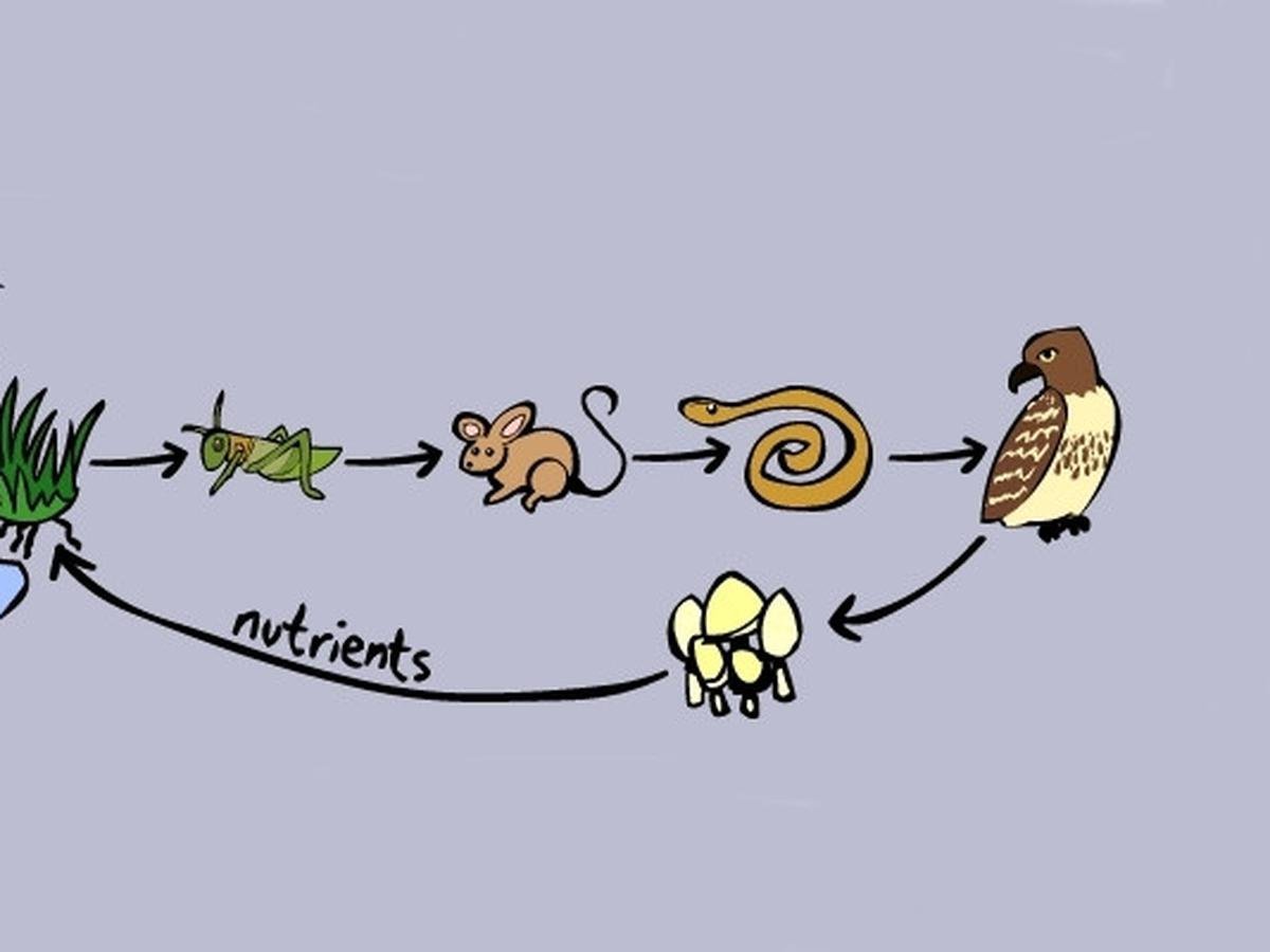 Пищевая цепь рисунок