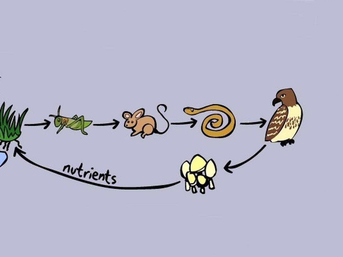 Цепи питания