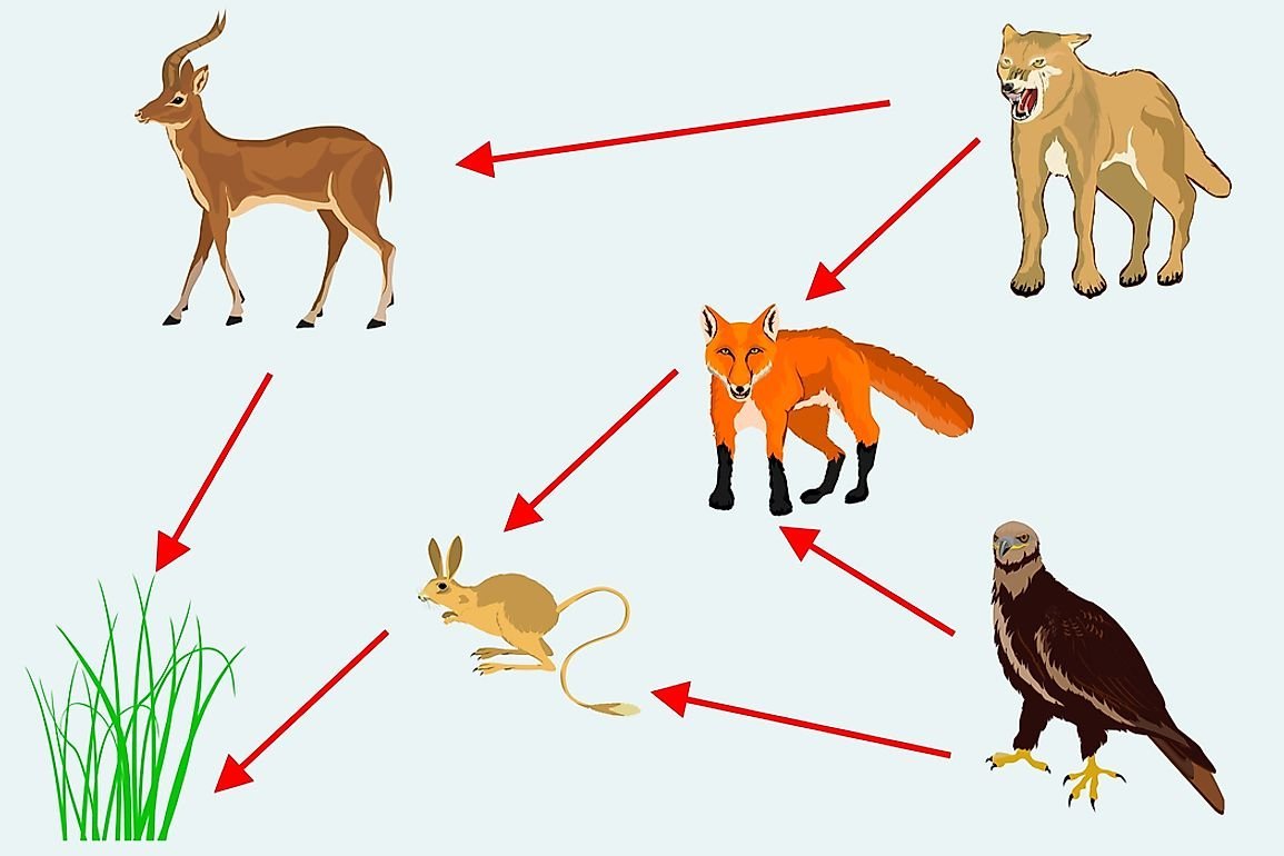 Цепочки питания для дошкольников