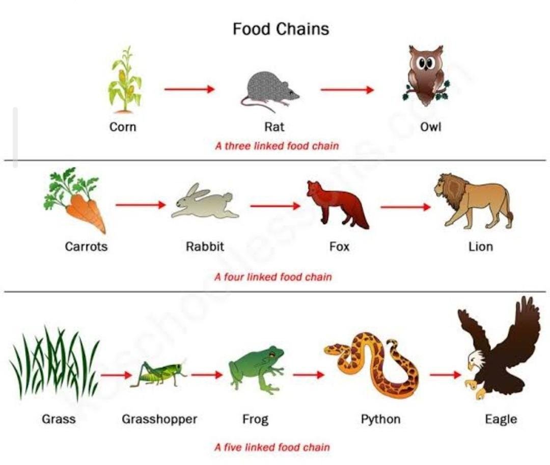 Пищевая цепь по английскому языку 7 класс