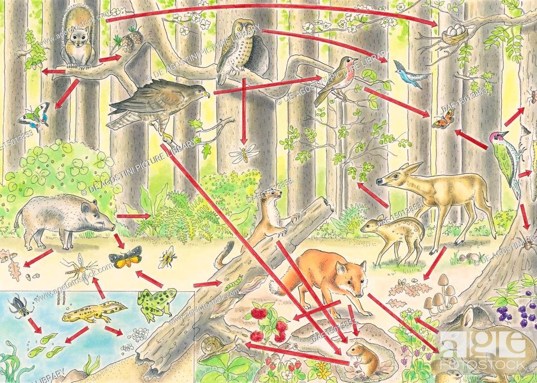 Цепочка питания животных в лесу
