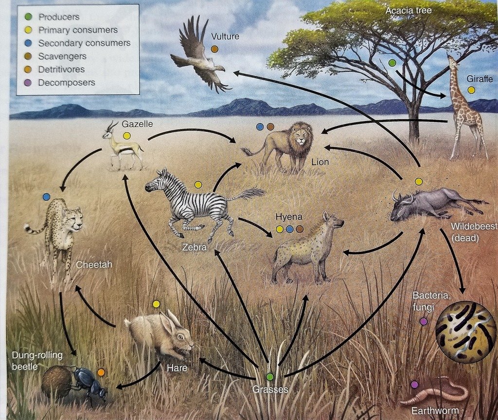 Цепь питания саванны