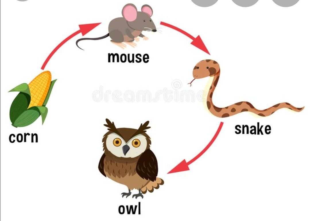 Пищевая цепь иллюстрация