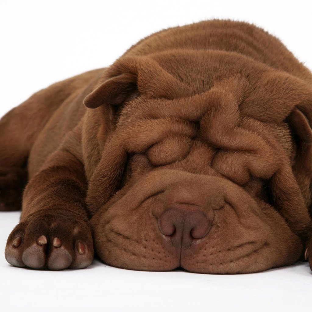 Собака шарпей